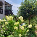 몽산포오페라하우스 이미지