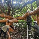 성읍리-18 이미지