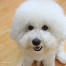 은하수 펫푸드 네이버블로그
