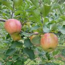 손가네 농장 이미지