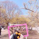 중학교 | 이천 산수유 축제 2026 일정 주차 셔틀버스 총정리 백사중학교 주차 후기