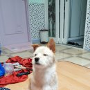 포스코대로 노트펫