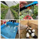 가나농장 | 용인 실내가볼만한곳 포레스트벨 체험농장 동물체험 가능한 딸기체험농장