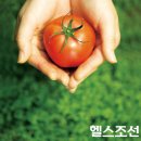 토마토 이미지