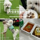파주 비오는날 실내 강아지 대형 운동장 자유로멍놀러와 애견테마파크