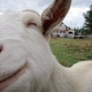 아기염소 이미지