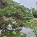 임고면-우항리-23 | 임고면 우항리 - 밀양박씨, 박성세의 석연정(石淵亭)1693년