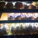 라임나무 이미지