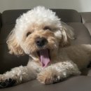 댕댕이이발관 이미지