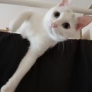 고양이 유치원 이미지