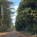 고망돌담 이미지