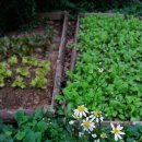 꽃 어여쁘다 이미지