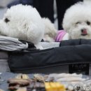 스카이개슬 이미지