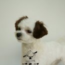 브라운 펫살롱 이미지