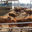 명우농장 이미지