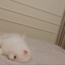 미스터 페이머스(Mr. Famous) 이미지