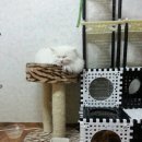 두식이 이미지
