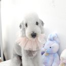 섬댕 강아지 미용실 | 영종도애견미용 친절하고 꼼꼼했던 섬댕 강아지미용실