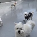 퍼피엔젤스 이미지