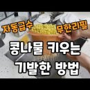 다이소&#34;짤순이 플라스틱 통에 콩나물 키우기 이미지