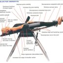 What is Inversion Therapy? 이미지