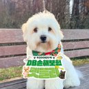 펫블리 | 🐶 동부화재 펫블리 선정 후기, 펫블리활동 스타트!