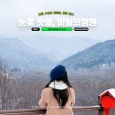 나만 아는 봄꽃 여행지 | 한국 겨울 여행지 설경 명소 인제 비밀의정원 상고대 일출