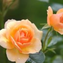 스마트폰 처음부터 배우기 이미지