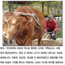 내수한우마을