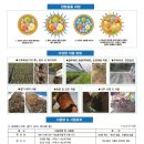 농촌사랑종묘농약사 | 왕조 고추 1,200립/조생종 극대과종 탄저병 역병 바이러스 칼라병 복합내병계 중간매운맛 고추 씨앗...