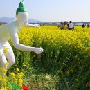 부산낙동강유채꽃축제 Daum카페