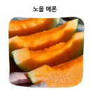 양구청과 | 입안 가득 퍼지는 달콤한 과즙 큐레잇팅 고령 파파야 노을메론