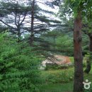 소백산국립공원 Daum카페