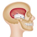 ♠ 측두근 (Temporalis) 이미지