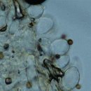 Agaricus silvicola シロモリノカサ 담황색주름버섯 이미지