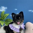 예쁜미용소