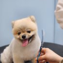 쵸코네묭실 이미지