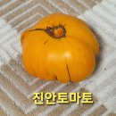 토종 진안토마토 씨앗 10분. 마감 이미지