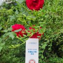 미인메디코스 | [밴쿠버 모델의 자기 관리 방법] [헬리덴티 프리미엄 잇몸&amp;구취 케어]