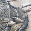 비상낚시터 이미지