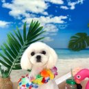 변신하개 이미지