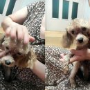 한국애견용품연구소 이미지