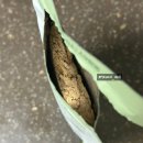[내돈내산] 강아지 화식 &#39;크라운롤리 소고기 그레인프리&#39; 급여 후기