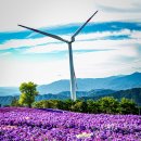 사랑의언덕 이미지