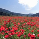 북천꽃단지 이미지