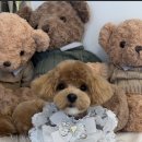 견공간샵 이미지