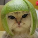 우다다냥이 Daum카페