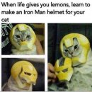 [유머] when life gives you lemons 이미지