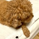 애견 11번가 | 애견용품쇼핑몰 홈창업으로 성공한 이야기