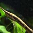 로얄(ROYAL) 이미지